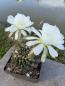 Preview: Echinopsis subdenudata